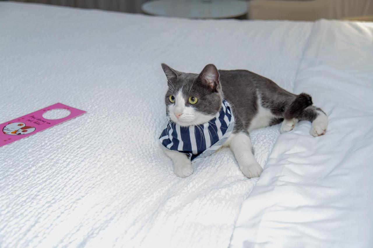 Radisson Rio De Janeiro Barra Hotel Exterior photo A cat wearing a buster collar